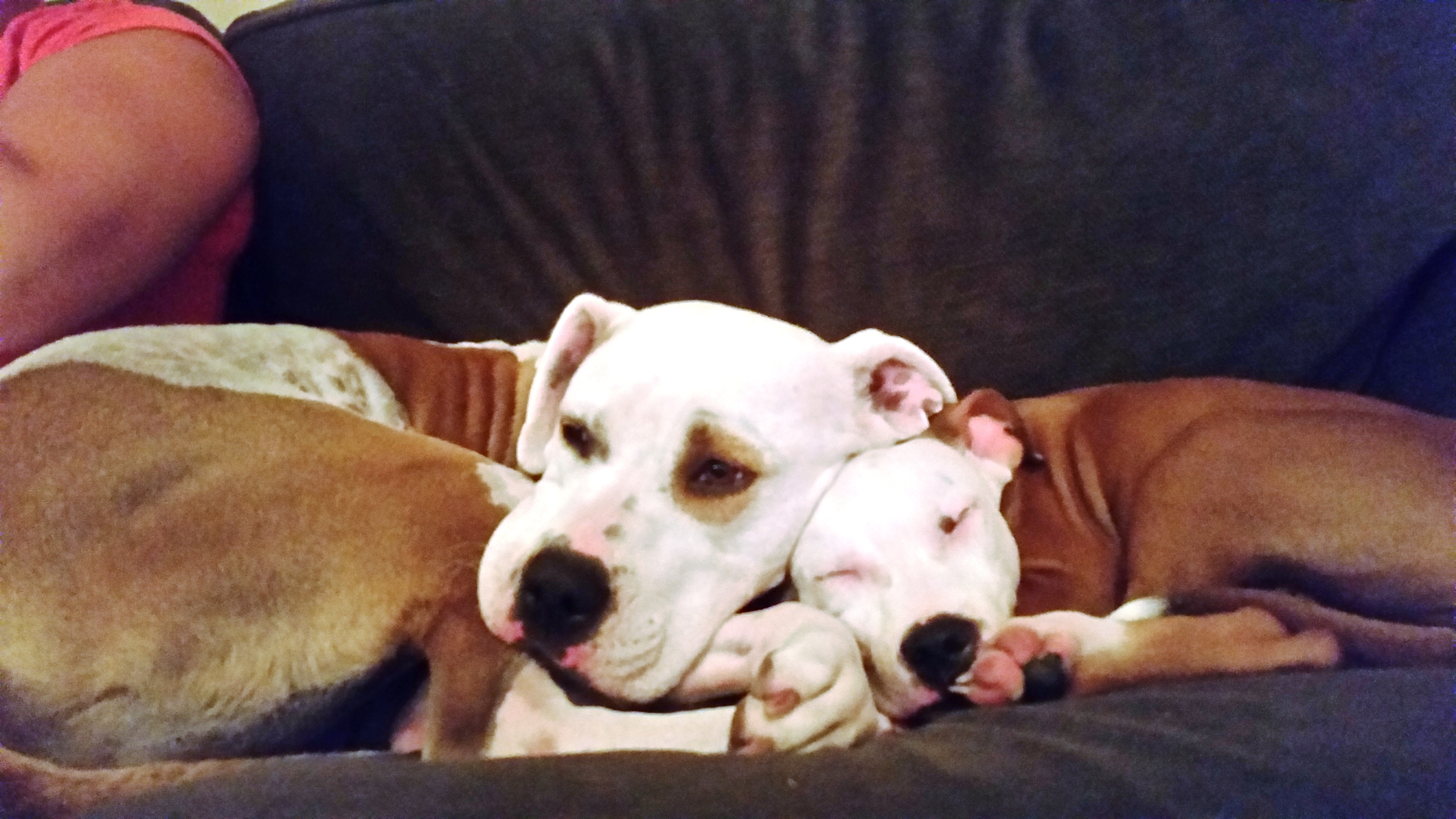 Adoption Dogs Kyra and Brioche